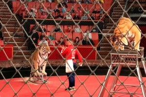 Брянский цирк устроил праздник для сельских детей