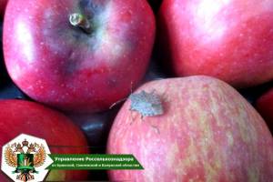 В Брянской области остановили зараженную партию яблок