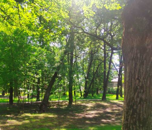 В Брянске в парке Пушкина дерево грозит рухнуть на головы отдыхающим