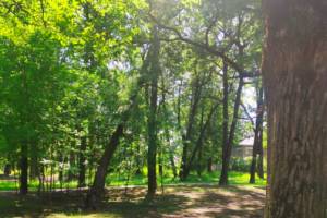 В Брянске в парке Пушкина дерево грозит рухнуть на головы отдыхающим