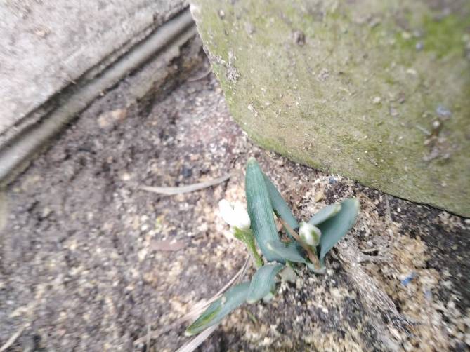 В Климове из-за аномально теплой зимы расцвели тюльпаны
