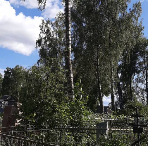 В Рогнедино чиновники спилили аварийные деревья на кладбище