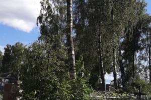 В Рогнедино чиновники спилили аварийные деревья на кладбище