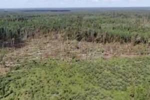 Брянцам показали последствия бушевавшего в лесах урагана