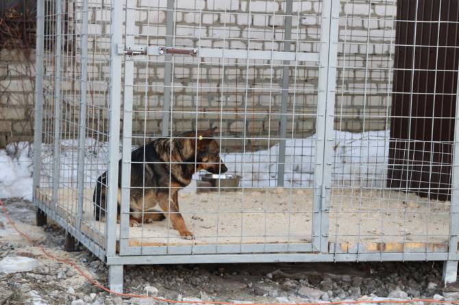 В Брянске появится сайт приюта для бездомных животных