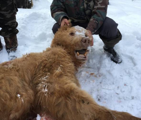 В Брянской области застрелили медведя-шатуна