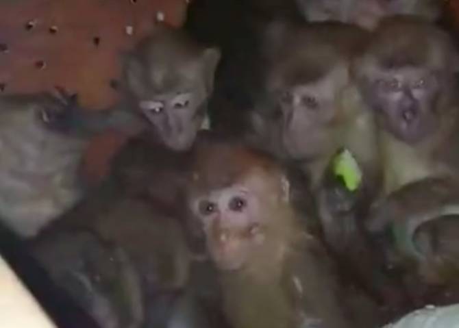 В калужском центре реабилитации украли привезенных из Брянска обезьян
