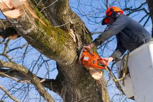 В брянском парке Толстого спилили 7 аварийных деревьев