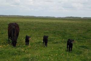На брянской ферме корова родила трех телят