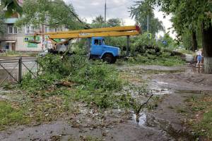 В Брянске упавшие деревья раздавили 6 автомобилей