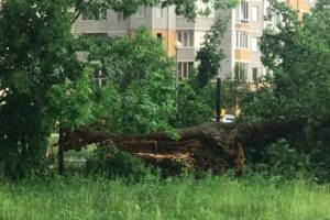 В Брянске ураганный ветер обрушил дерево во дворе детского сада