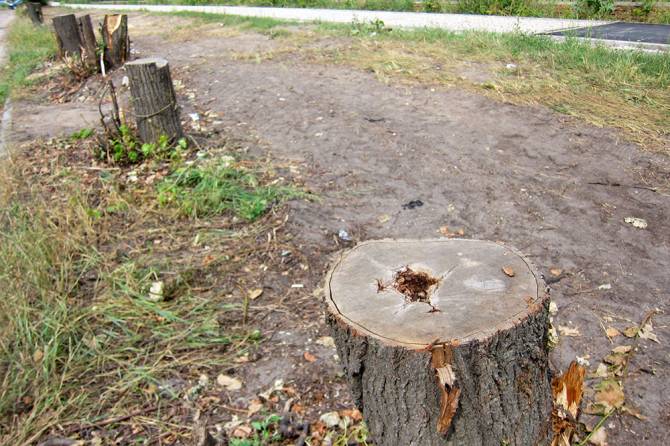 В Брянске для ликвидации «легендарной» лужи на Медведева пришлось пилить деревья