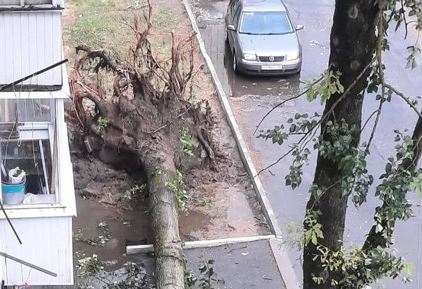 В Брянске возле Самолёта с корнями вырвало дерево