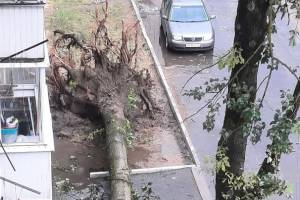 В Брянске возле Самолёта с корнями вырвало дерево