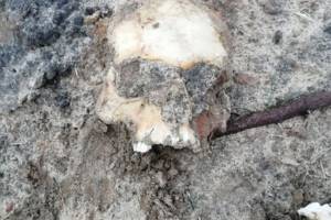 В селе под Новозыбковом нашли человеческие останки