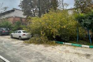 В центре Брянска рухнувшее дерево едва не придавило машину