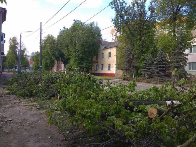 В Брянске варварски вырубили деревья на улице Фокина