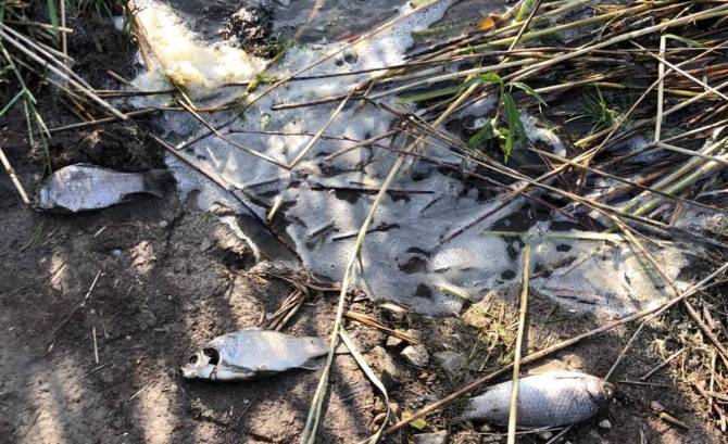Брянская прокуратура выяснит причины массовой гибели рыбы на озере в Страшевичах