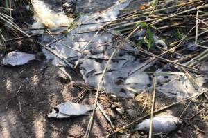 Брянская прокуратура выяснит причины массовой гибели рыбы на озере в Страшевичах