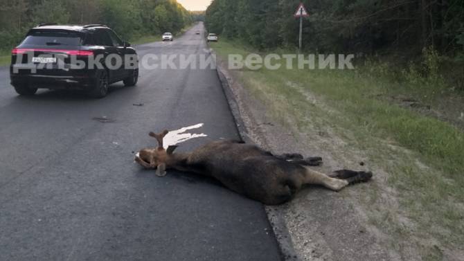 Под Брянском лось попал под легковушку и погиб