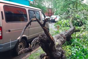 В Брянске упавшее дерево чудом не раздавило микроавтобус