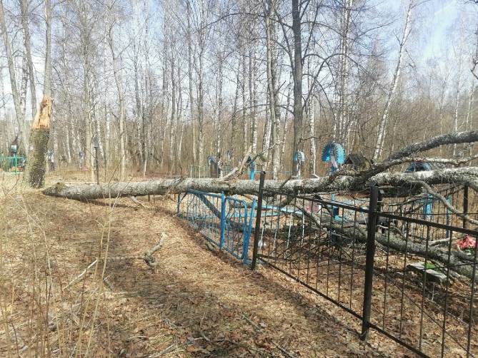 В Мглинском районе на кладбище рухнули деревья