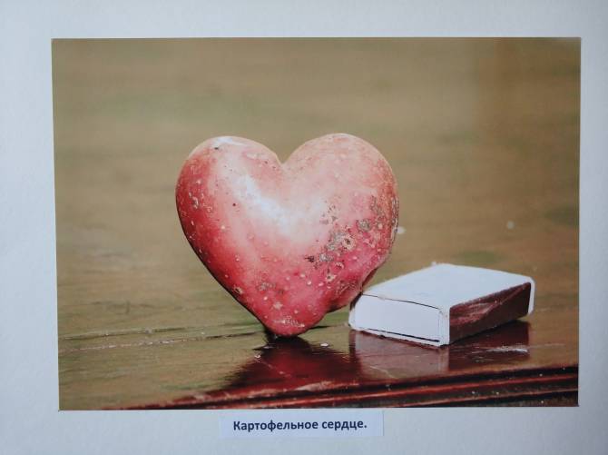 На выставке в Стародубе показали чудо-огурец и картофельное сердце