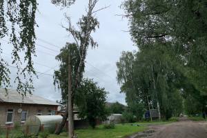 Жители Брянска пожаловались на опасную березу на улице Угольной