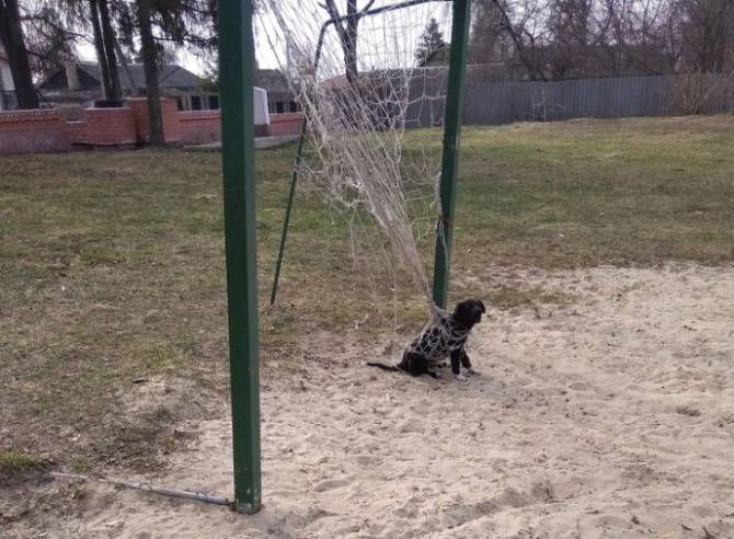 В Карачеве спасли застрявшего в сетке футбольных ворот пса