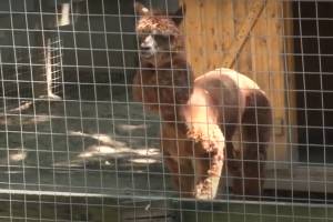 Брянский зоопарк ждет разрешения на возобновление работы