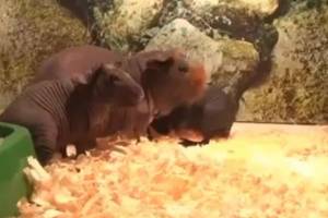 Бегемотов из брянского зоопарка показали на Первом канале