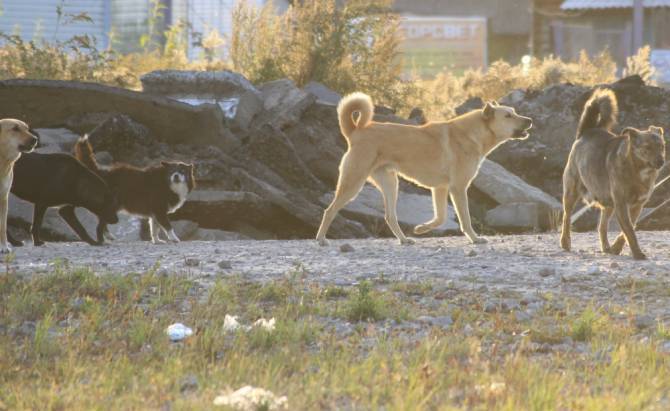 Жители Клинцов пожаловались на агрессивных бродячих собак