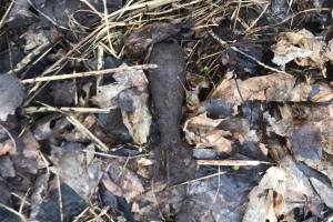 Под Почепом около посёлка Громыки обнаружили мину 