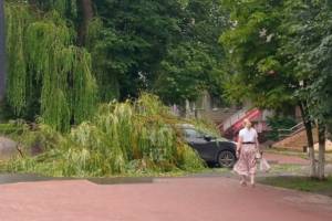 В Брянске на улице Крахмалёва дерево рухнуло на автомобиль