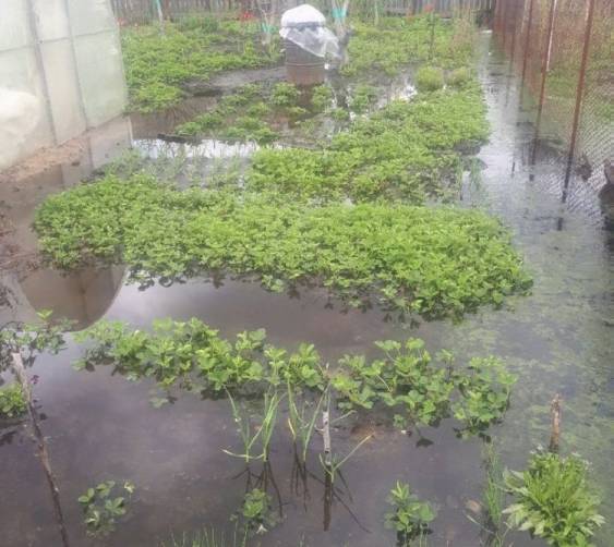 В Брянске после дождей затопило огороды на Ходаринке