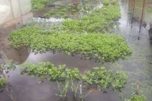 В Брянске после дождей затопило огороды на Ходаринке