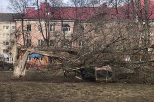 В Брянске огромное дерево раздавило ржавый детский городок