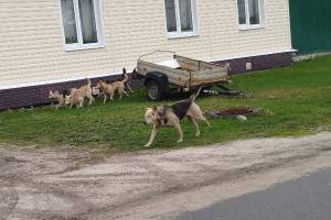 Бездомные собаки затерроризировали жителей Карачева