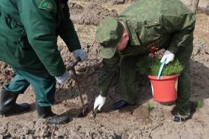 Главный брянский следователь Максим Лукичев посадил дерево