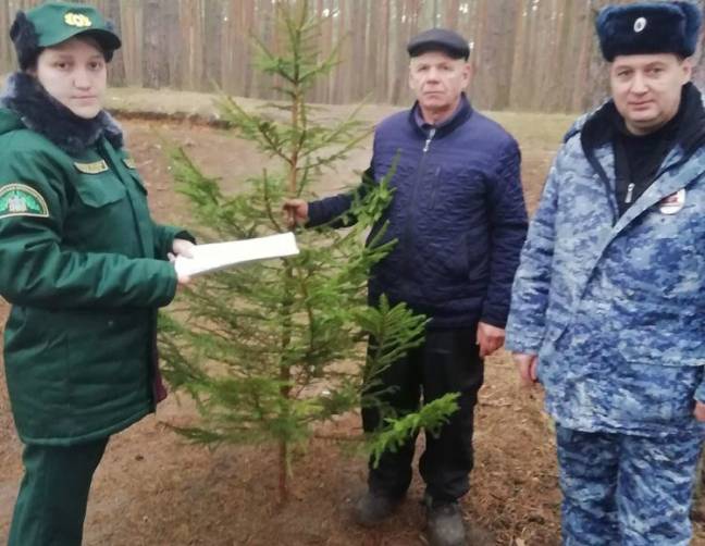 На Брянщине патрулируют леса для борьбы с незаконной вырубкой елей и сосен