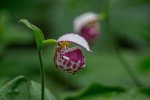 В брянском лесу нашли редчайшую орхидею