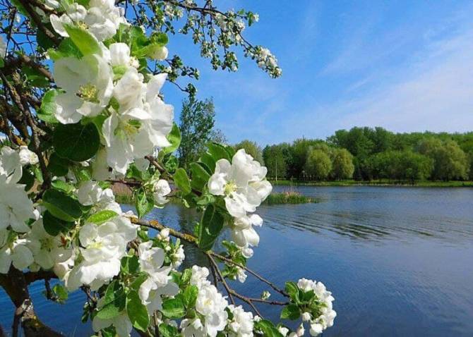 В Брянской области 7 мая ожидается 21 градус тепла
