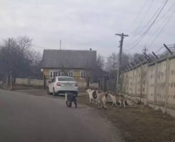 Жителей Выгоничей атаковали гуляющие без присмотра козы
