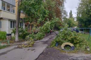 В Брянске во дворе многоэтажки на Володарке рухнуло дерево