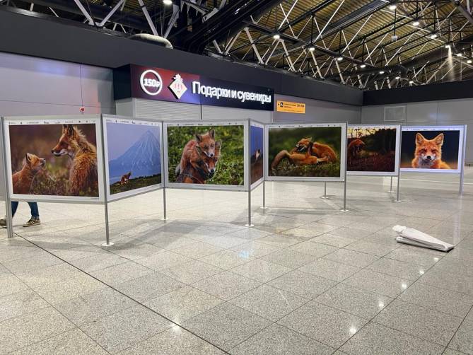 В аэропорту Шереметьево открылась выставка брянского фотографа Дмитрия Шпиленка
