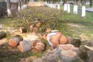 В Жуковке заметили варварскую вырубку деревьев в сквере Дружбы