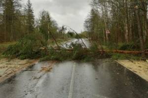 В Белых Берегах ураган повалил на дорогу дерево