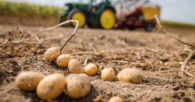 В Брянской области продолжила расти цена на картофель
