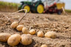 В Брянской области продолжила расти цена на картофель