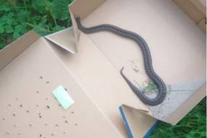 В Дятьково возле школы №3 поймали ядовитую змею